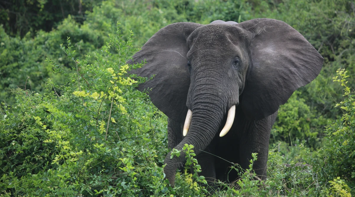 Przez dekady w Angoli krążyły plotki o istnieniu tajemniczych "słoni-duchów", których obecności nikt nie potrafił jednoznacznie potwierdzić. Po latach obserwacji naukowcy wykazali jednak, że ssaki te rzeczywiście zamieszkują trudno dostępne tereny tego kraju, różniąc się od wszystkich innych zsekwencjonowanych populacji słoni w Afryce.