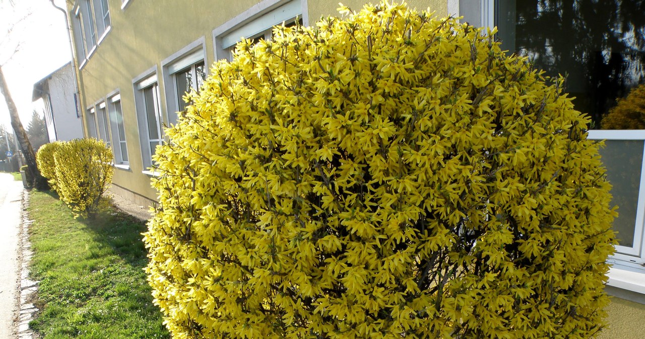 Forsycja będzie kwitła choćby tydzień dłużej. Podlej ją prostą mieszanką