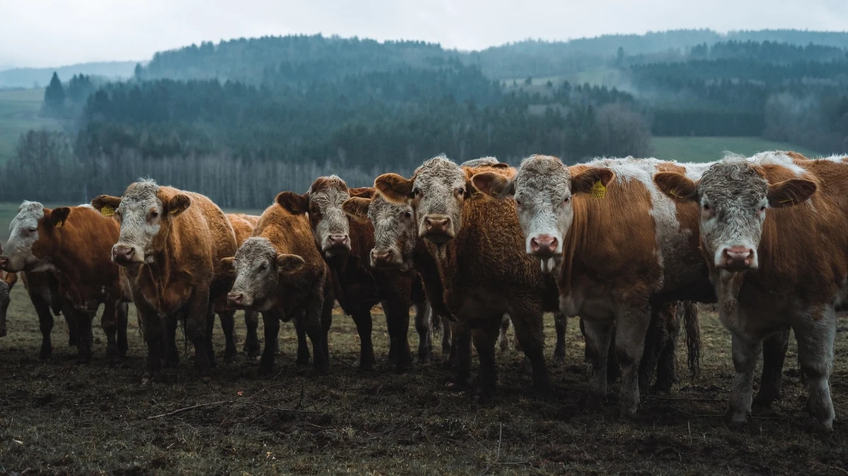W ciągu dwóch miesięcy władze w regionach syberyjskich skonfiskowały i przeprowadziły ubój ​​90 500 sztuk bydła. Władze regionu Nowosybirskiego ogłosiły stan wyjątkowy w związku z wybuchem chorób u trzody rogatej, co doprowadziło do masowych protestów rolników. Straty hodowców wycenia się na miliardy rubli, a władze regionalne zamykają dostęp do całych wsi. Mieszkańcy jednej z nich postulują zmianę nazwy na imię Władimira Putina, co miałoby stanowić magiczną ochronę przed chorobą bydła. Niektórzy eksperci wskazują natomiast, że odstrzał w ogóle nie był potrzebny.