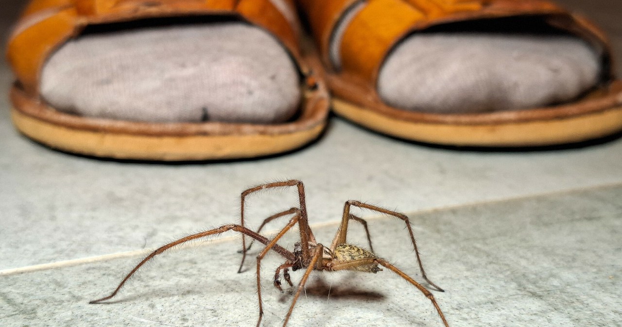 Wiosną wchodzą do domów. Uważaj, te pająki są jadowite