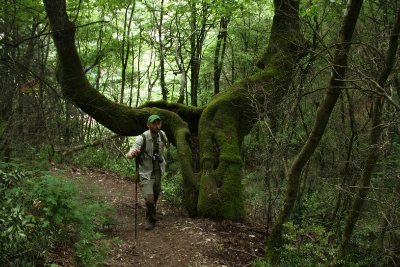 Dr Łukasz Piechnik: "Chodźmy do lasu po ciszę, spokój i detoks"