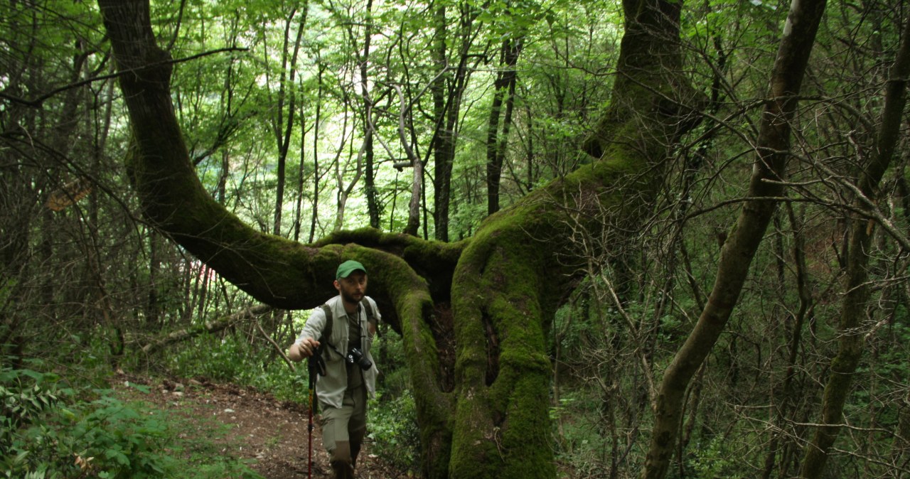 Dr Łukasz Piechnik: "Chodźmy do lasu po ciszę, spokój i detoks"