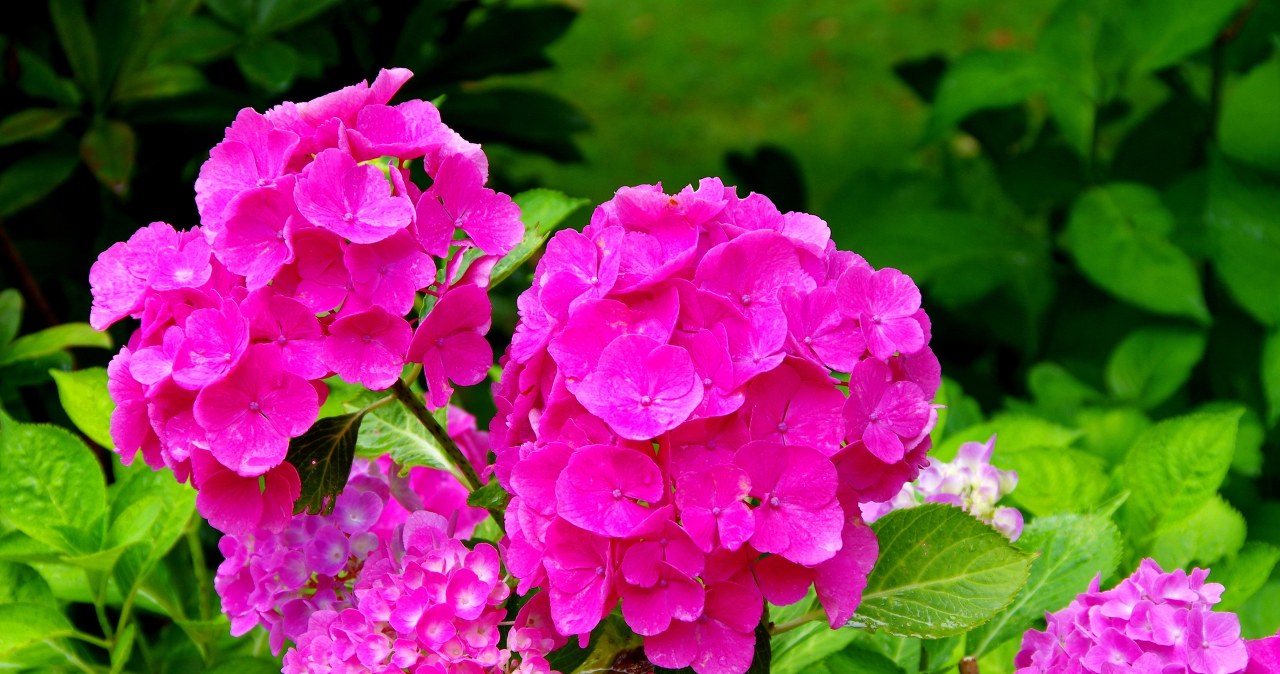 Hortensje mogą mieć jeszcze więcej kwiatów. Wystarczy, iż zadbasz o to