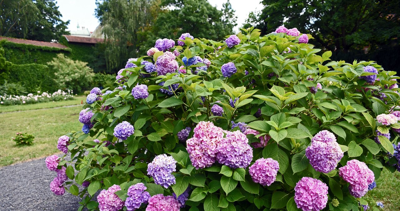 Azjatycki sekret pielęgnacji hortensji. Efekt? Morze kwiatów