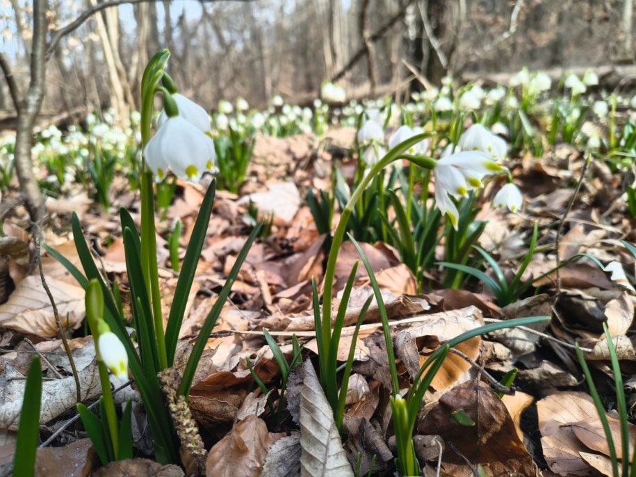 /Nadleśnictwo Łopuchówko /Facebook