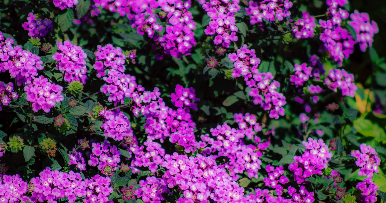 W PRL królował w ogrodach. Pachnie jak perfumy i kwitnie do jesieni