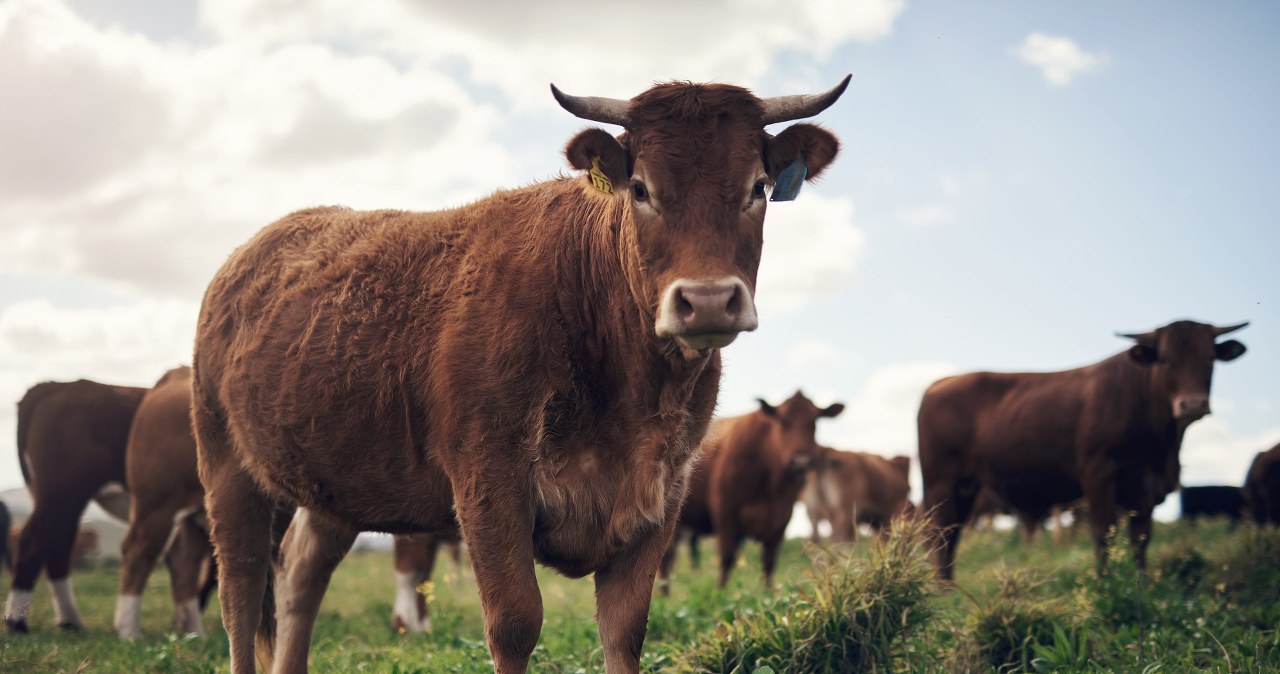 Mięso z progesteronem trafiło do Polski. Jest ostrzeżenie Mięso z progesteronem trafiło do Polski. Jest ostrzeżenie