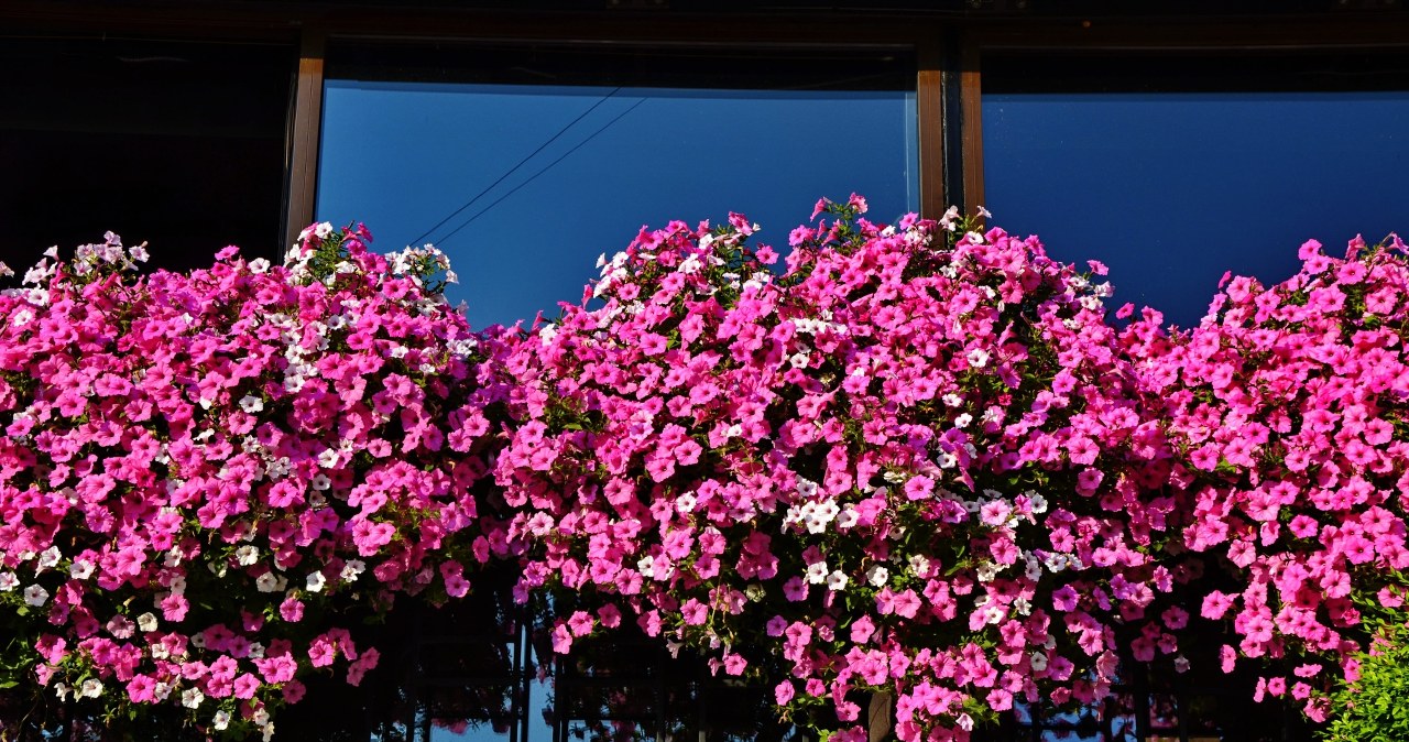 Wiosną podlewam tym kwiaty. Balkon tonie w kwiatach
