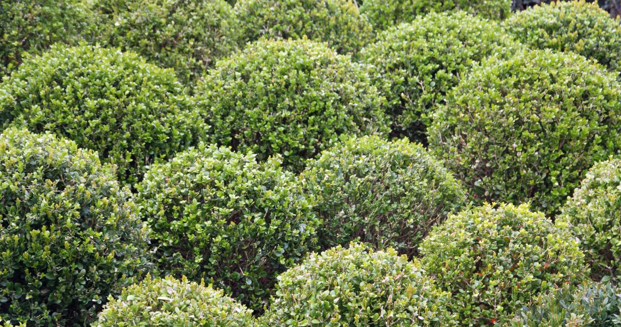 Kikut z bukszpanu przestanie straszyć. Doskonały czas, by go zagęścić