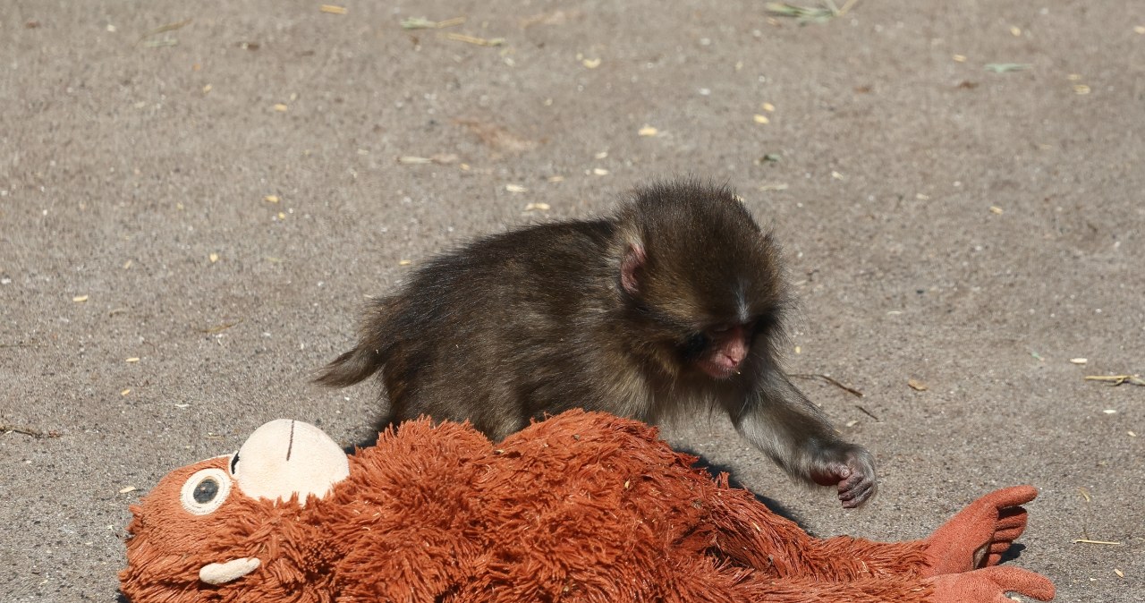Kolejny etap w niezwykłej historii porzuconej małpki Punch