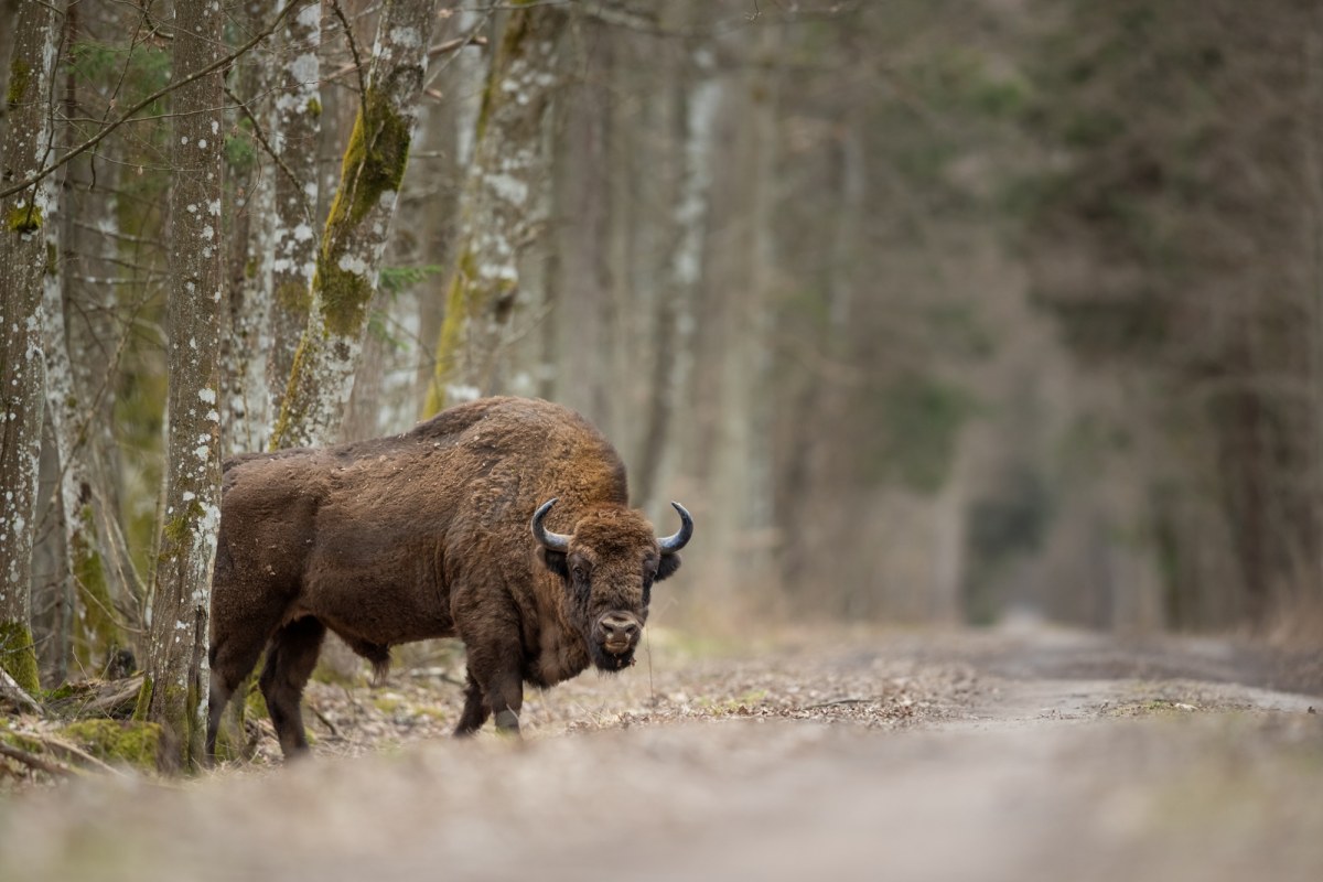 Pociąg uderzył w żubry. Wypadek kolejowy na Podlasiu