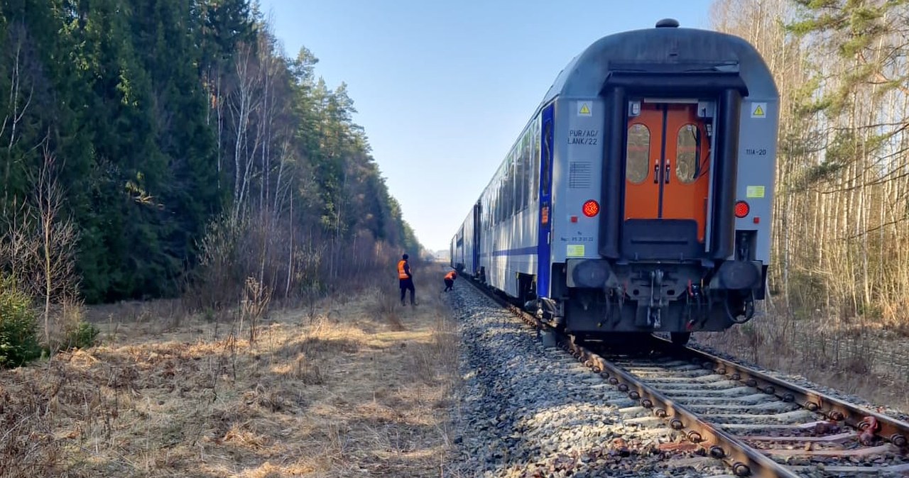 Na Podlasiu pociąg zderzył się z żubrami. Zwierzęta nie żyją Na Podlasiu pociąg zderzył się z żubrami. Zwierzęta nie żyją