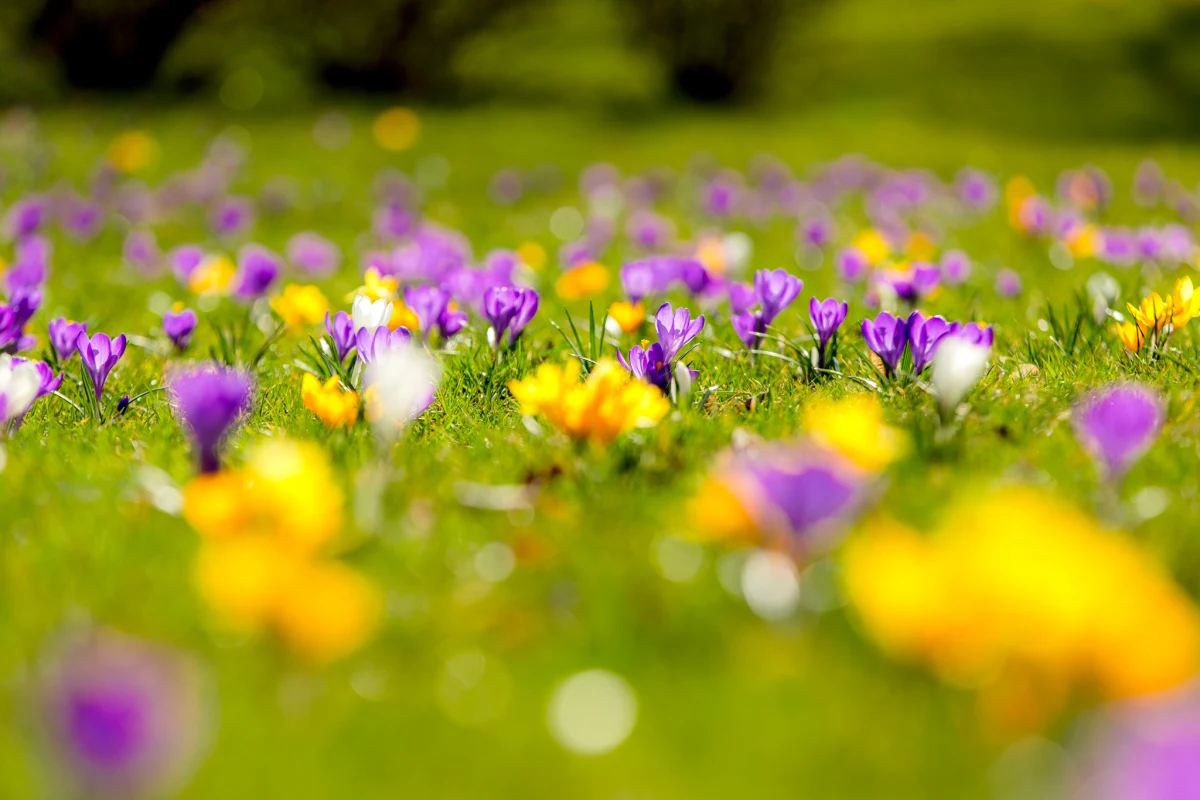 Tysiące fioletowych, białych i żółtych krokusów zakwitło po raz pierwszy w Parku św. Kingi przy Kopalni Soli "Wieliczka". To efekt ubiegłorocznych nasadzeń, które mają nie tylko upiększyć teren, ale także wspierać lokalny ekosystem.