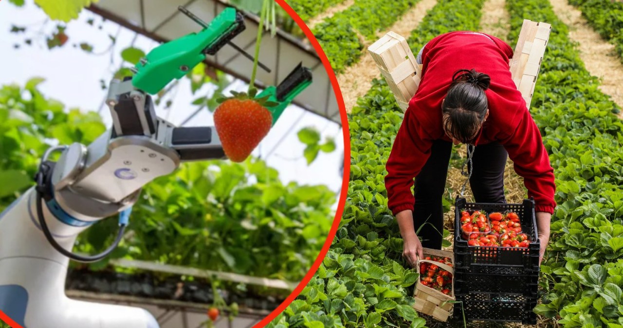 Robot zbierający truskawki wygrywa w UK. Jak zmienia rolnictwo?