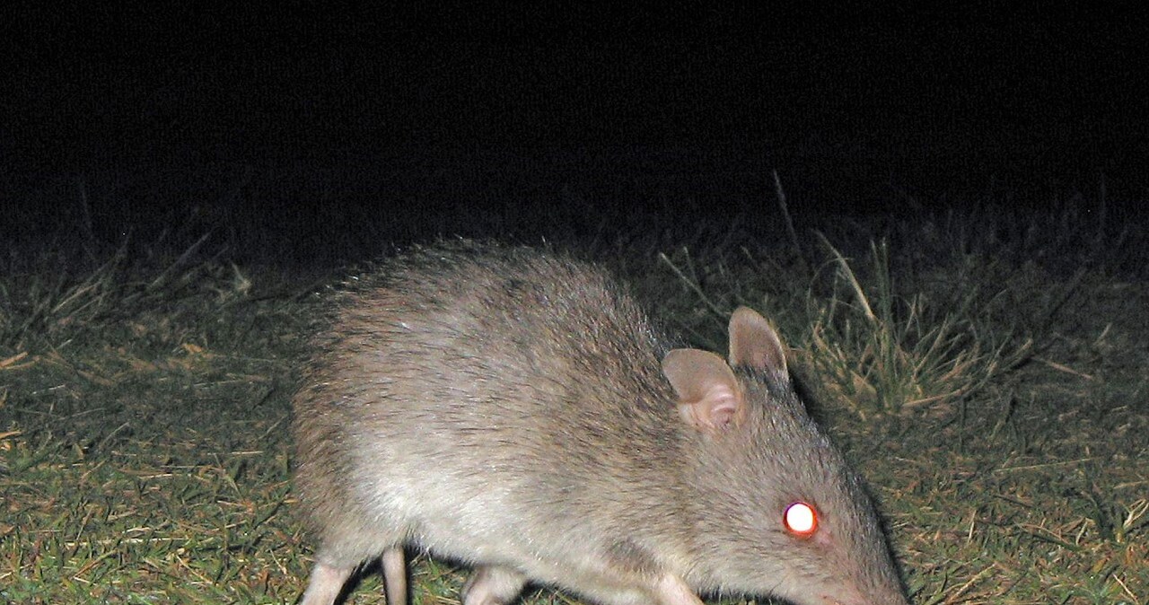 Cud w Australii. Jamraj zachodni pojawił się po 100 latach nieobecności