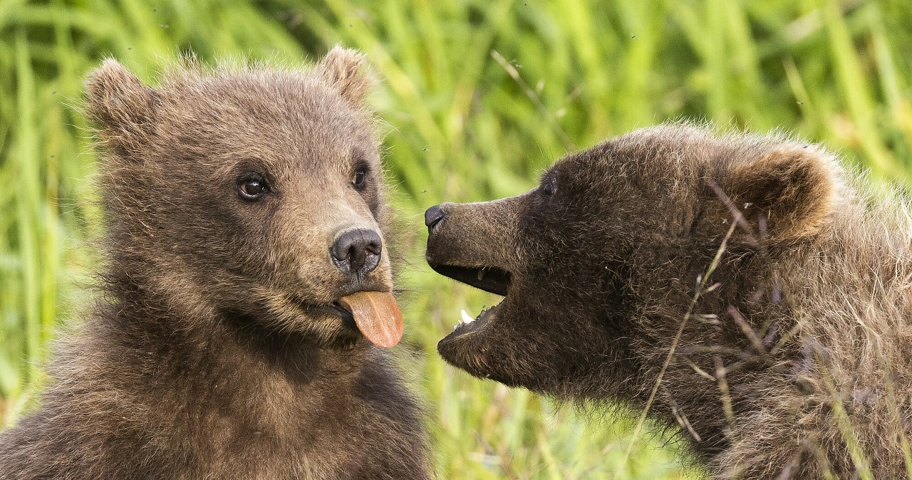 Wszyscy chcą zobaczyć osierocone niedźwiadki. Ich matka została zastrzelona Wszyscy chcą zobaczyć osierocone niedźwiadki. Ich matka została zastrzelona