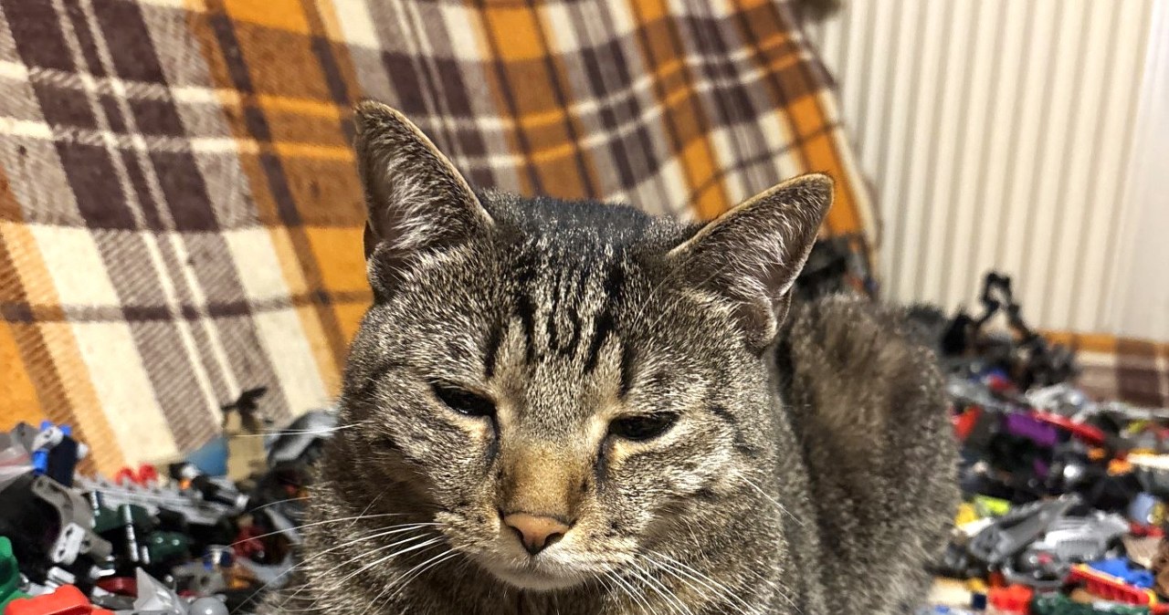 Kara 480 zł dla właścicieli kotów. Wystarczy nie zapłacić podatku