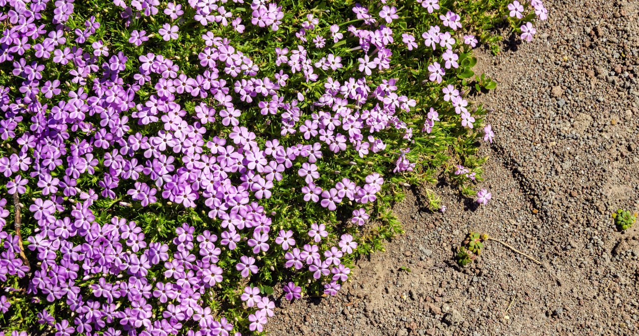 Czaruje słodkim zapachem. Barwne kwiaty będą zdobić ogród całe lato