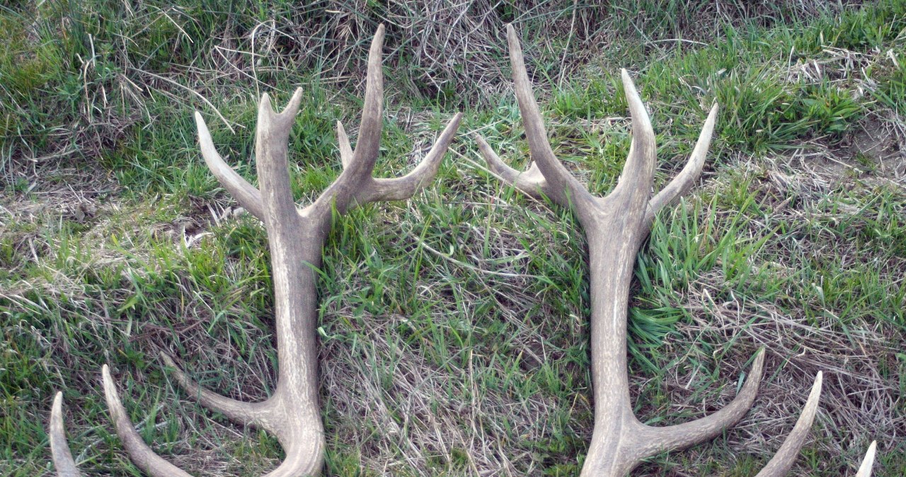 Leśnicy apelują o rozwagę. Wiosną jest ich w lasach na potęgę