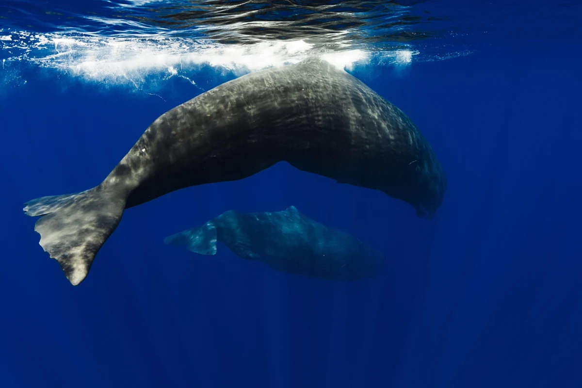 Nowe badania naukowców z Uniwersytetu St Andrews pokazują jedno z najbardziej intrygujących zachowań kaszalotów. Po raz pierwszy w historii udało się zarejestrować na filmie, jak te olbrzymie ssaki morskie uderzają się nawzajem głowami. Obserwacje potwierdzają relacje XIX-wiecznych marynarzy, według których kaszaloty potrafiły z premedytacją taranować statki, a nawet je zatapiać. To właśnie takie opowieści zainspirowały Hermana Melville’a do napisania słynnej powieści "Moby Dick". Nowe doniesienia publikuje dziś czasopismo "Marine Mammal Science". 