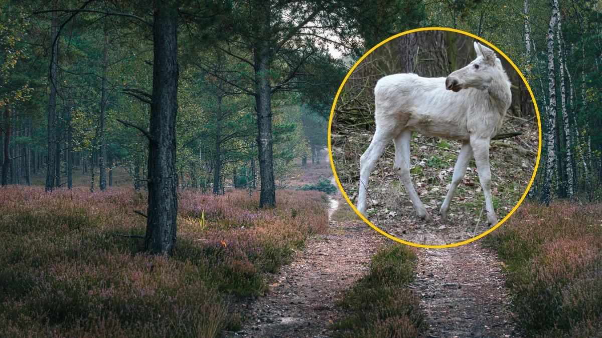Bardzo jasny, młody łoś został sfotografowany w Kampinoskim Parku Narodowym. Jak zwrócili uwagę pracownicy parku, osobnik reprezentuje anomalię genetyczną, która sprawia, że jego sierść przybiera jasny kolor.