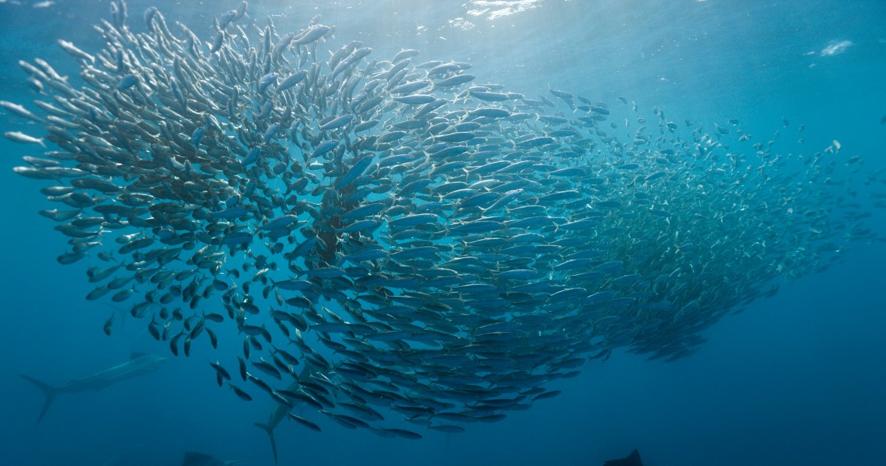 Coś bardzo złego dzieje się z rybami na świecie. Odkryli to Polacy