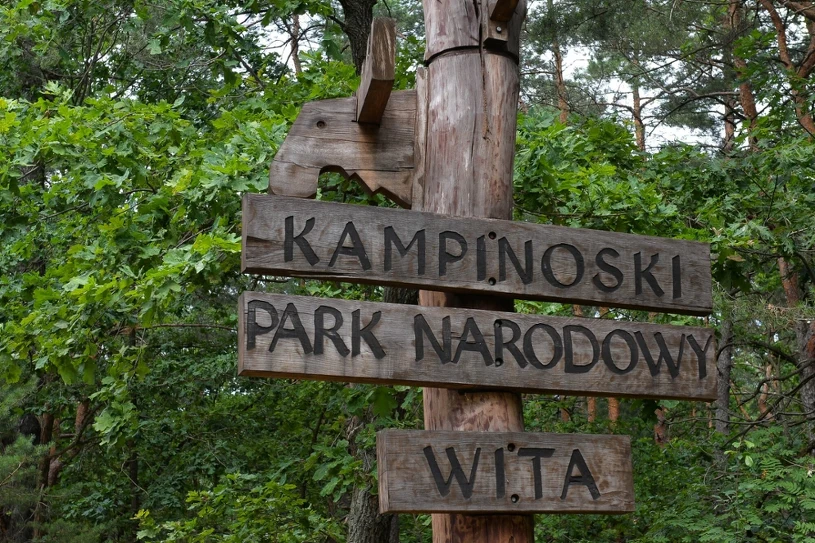 Biały łoś w Kampinoskim Parku Narodowym. Park wyjaśnia zjawisko leucyzmu