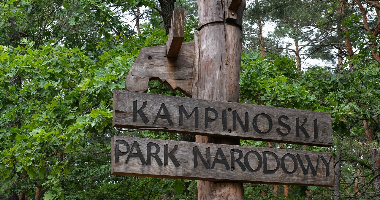 Biały łoś w Kampinoskim Parku Narodowym. Park wyjaśnia zjawisko leucyzmu