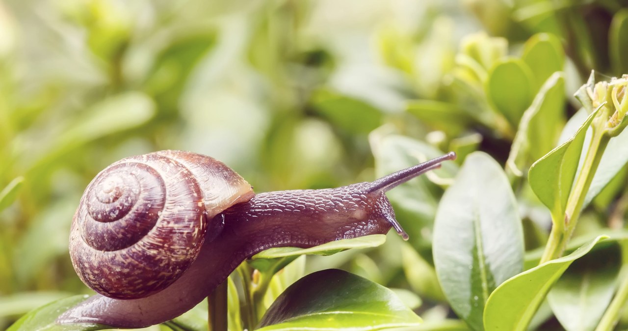 Rozsyp to w ogródku. Ślimaki nie odważą się do niego wejść