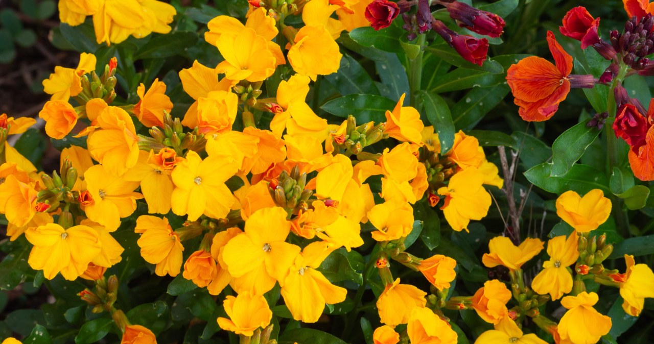 Alternatywa dla pelargonii. Barwne kwiaty zdobią balkon do późnej jesieni