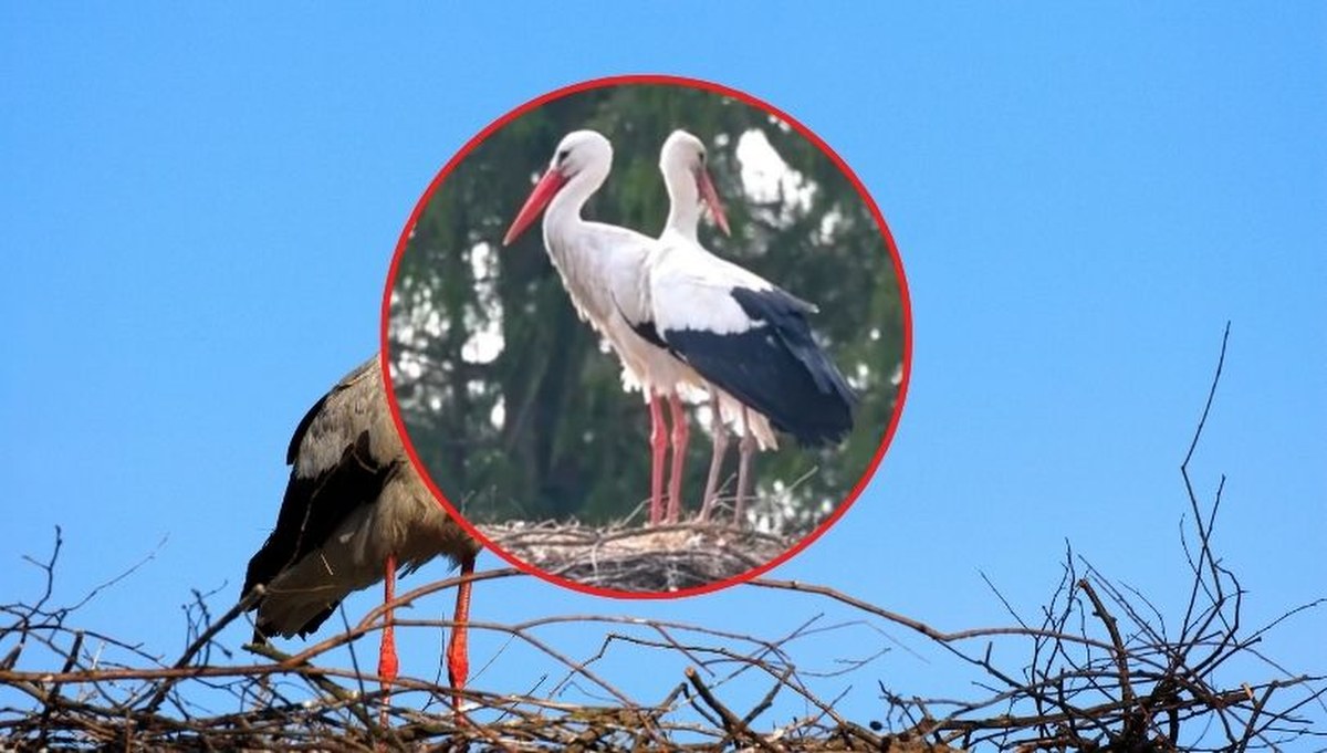 To najbardziej rozpoznawalny bocian na Mazurach. Do Krutka przyleciała partnerka