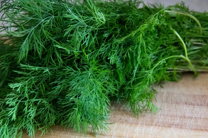 Jak przedłużyć świeżość koperku? Sposoby szefów kuchni na przechowywanie