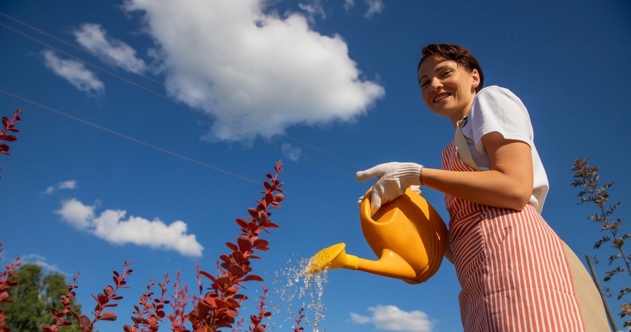 Podlej tym ogródek. Kleszcze uciekną, gdzie pieprz rośnie