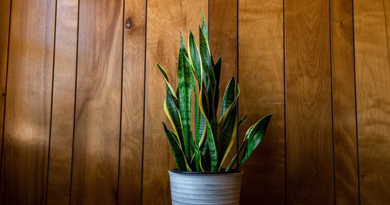 Mało kto zna ten trik na "język teściowej". Sansewieria będzie zachwycać