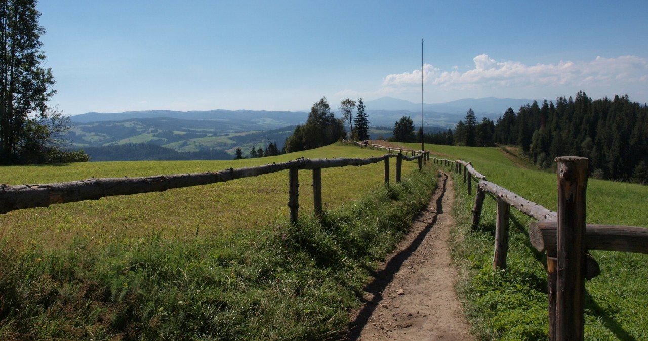 Zamiast w Tatrach, możesz podziwiać krokusy tu. Spokojny szlak w Beskidach