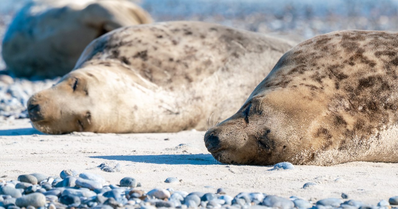 Foki z Bałtyku do odstrzału. Szwecja zezwoli na zabicie 1350 osobników