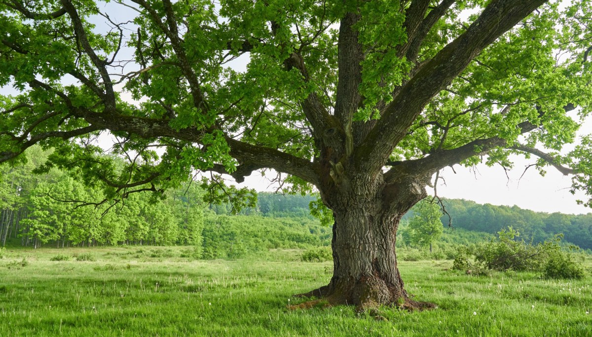 Litewski dąb najpiękniejszym drzewem w Europie. Polski wiąz na podium konkursu