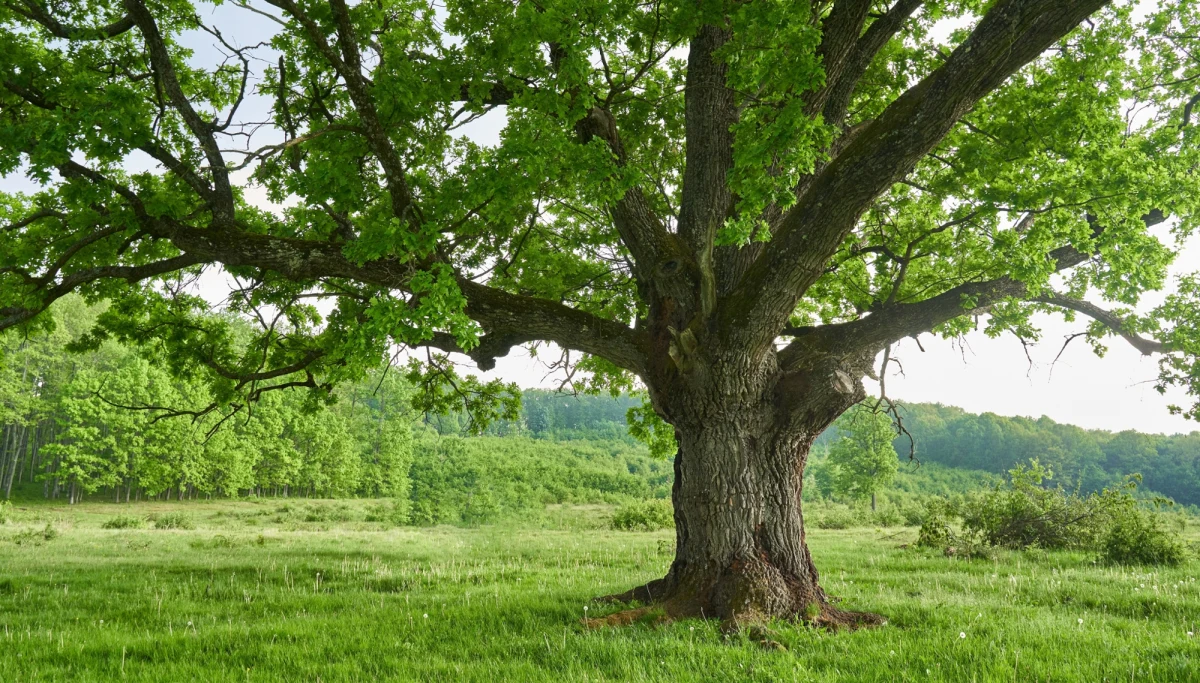 400-letni dąb z litewskiej wsi Rukai został wybrany Europejskim Drzewem Roku 2026, zdobywając uznanie tysięcy głosujących z całej Europy i stając się symbolem siły oraz jedności lokalnej społeczności. W tegorocznej edycji konkursu, w której po raz pierwszy zastosowano nowy system głosowania, na podium znalazło się także polskie drzewo - wiąz szypułkowy z Szydłowca, który zajął trzecie miejsce.