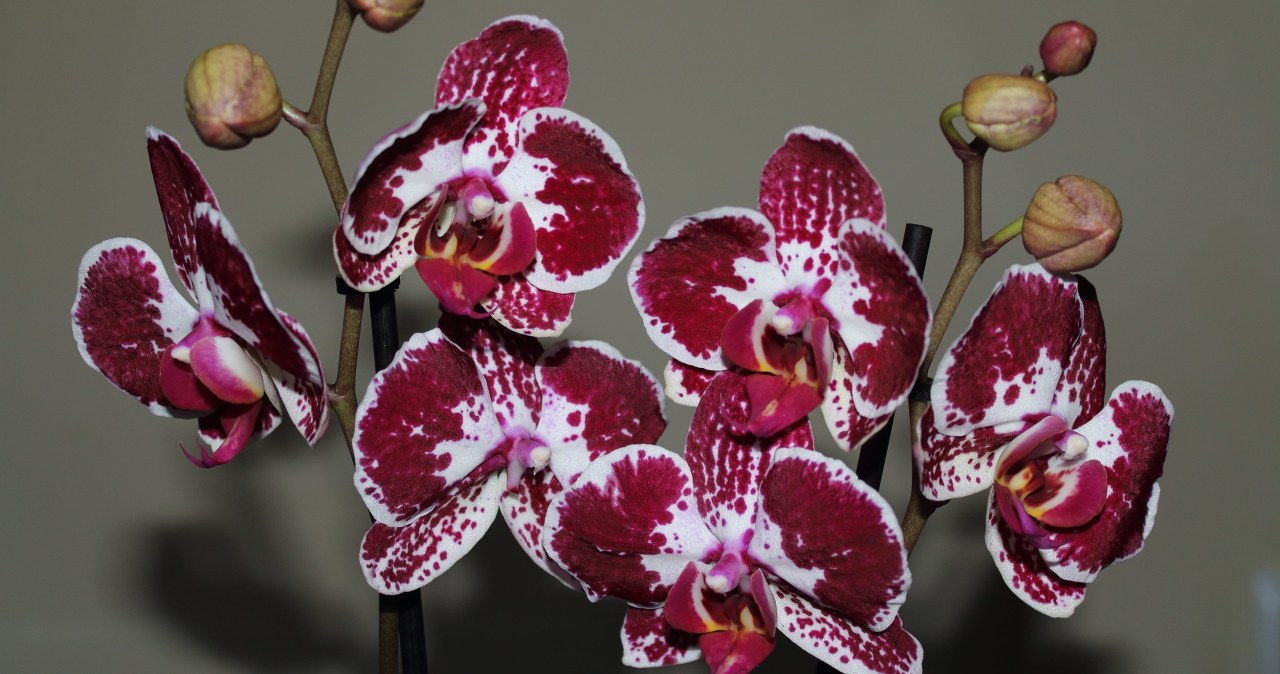 Storczyk inny niż wszystkie. Może pachnieć jak czekolada