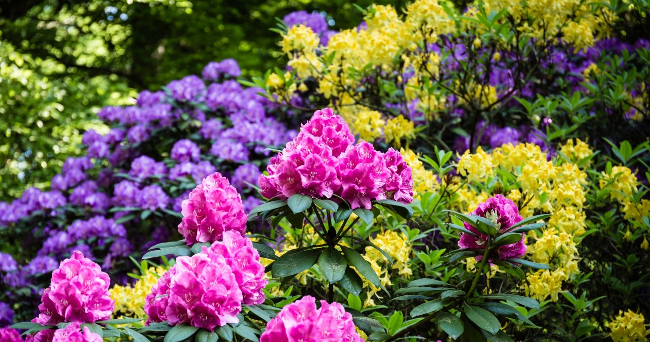 Zmieszaj z wodą i podlej rododendrony. Odżywka z fusów nie ma sobie równych