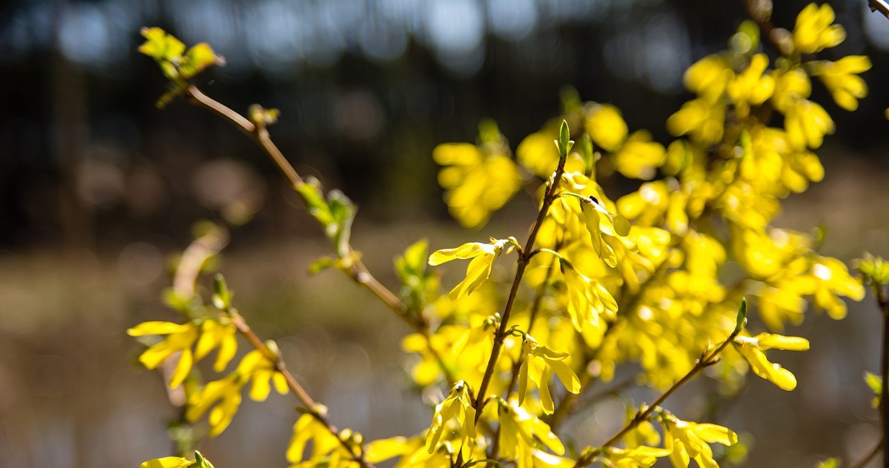 Ten żółty kwiat to naturalny ”botoks” dla skóry. Napar zrobisz w 5 minut