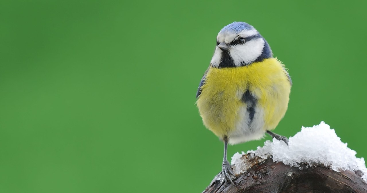 Sikory robią gniazda z papierosów. To ich sposób na pasożyty Sikory robią gniazda z papierosów. To ich sposób na pasożyty