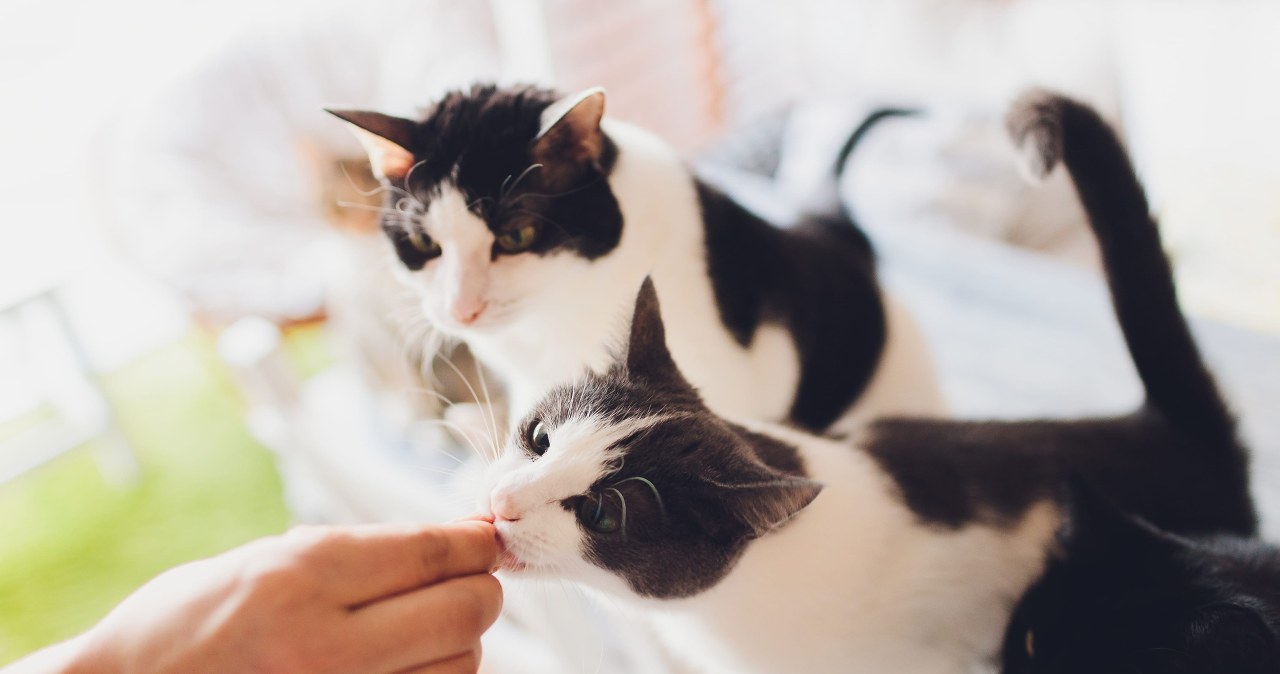 Nie tylko psy. Obowiązek czipowania może objąć także opiekunów kotów