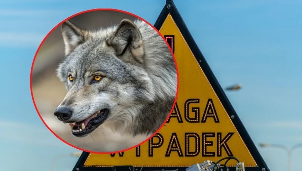 Na trasie S6, pomiędzy bramkami autostrady A1 w Rusocinie a węzłem Gdańsk-Południe, doszło do poważnego wypadku z udziałem czterech samochodów osobowych. Przyczyną zdarzenia był niespodziewany wypadek jednego z aut z wilkiem.