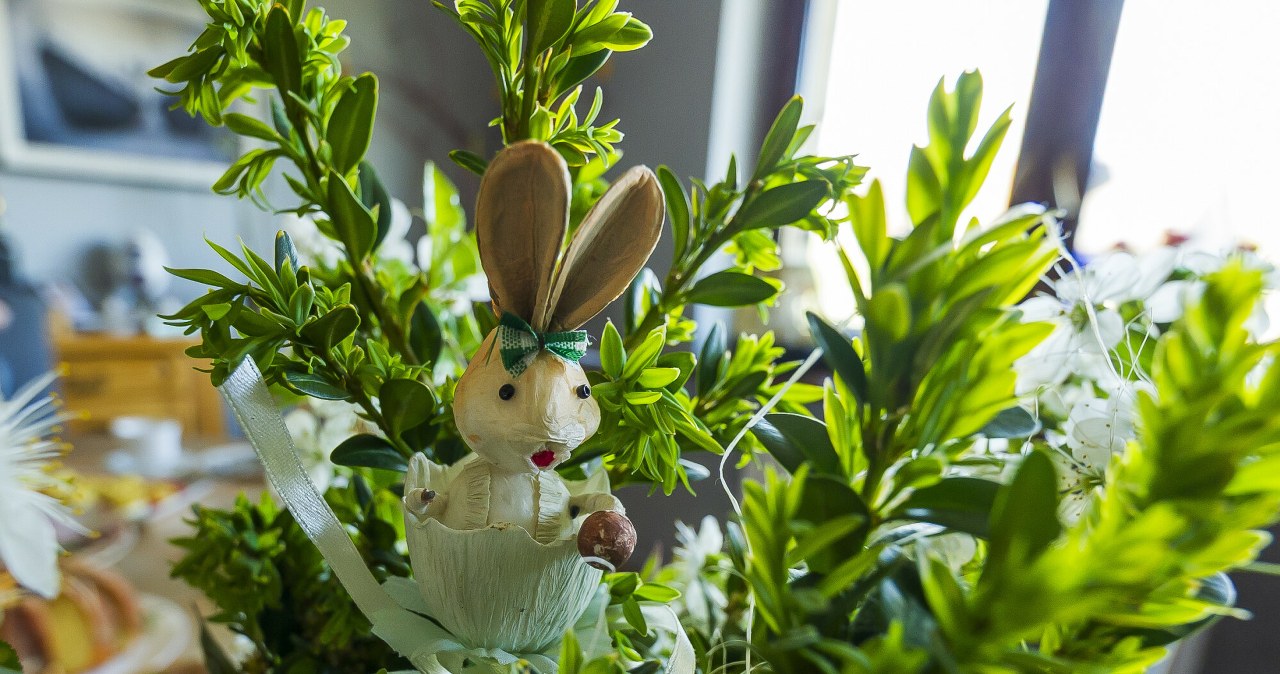 Ten zamiennik bukszpanu podbija ogrody. Jest odporny i łatwy w uprawie