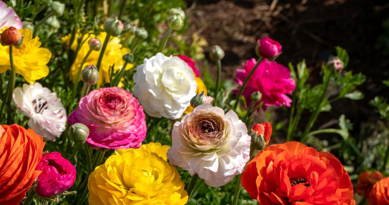 To najpiękniejsze kwiaty, jakie miałam w ogrodzie. Sadzę je już w kwietniu