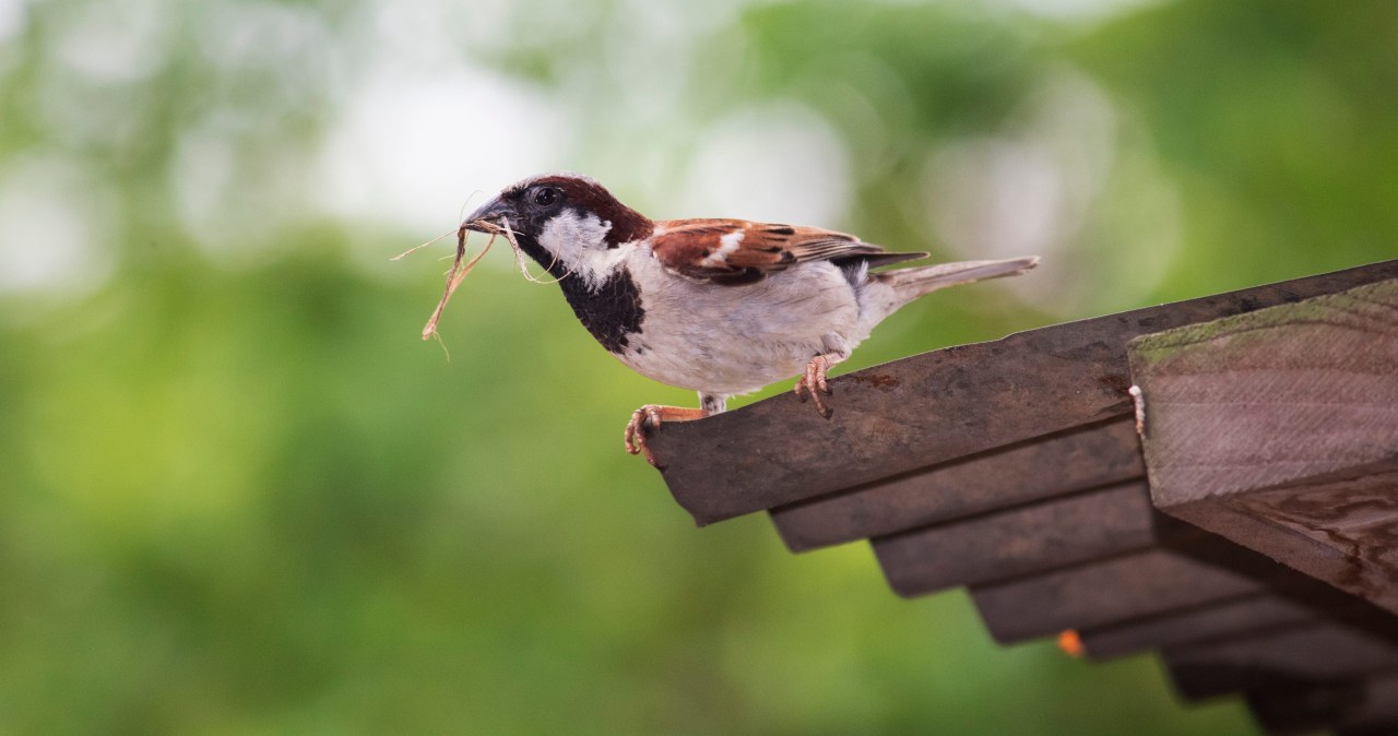 Wróble znikają z Polski. Gdy ich zabraknie, czeka nas katastrofa Wróble znikają z Polski. Gdy ich zabraknie, czeka nas katastrofa