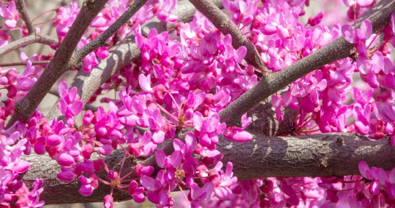 Kwitnie ładniej i dłużej, niż magnolie. Posadź czym prędzej w ogrodzie
