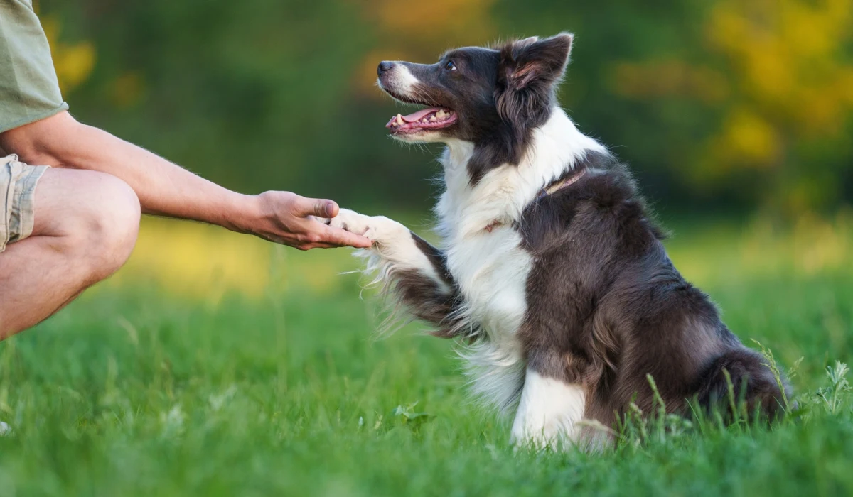 Nowe badania genetyczne dowodzą, że psy towarzyszyły ludziom już 15 tysięcy lat temu, znacznie wcześniej niż dotąd przypuszczano. Odkrycie fragmentu szczęki w jaskini w brytyjskim Somerset rzuca nowe światło na początki tej wyjątkowej relacji.