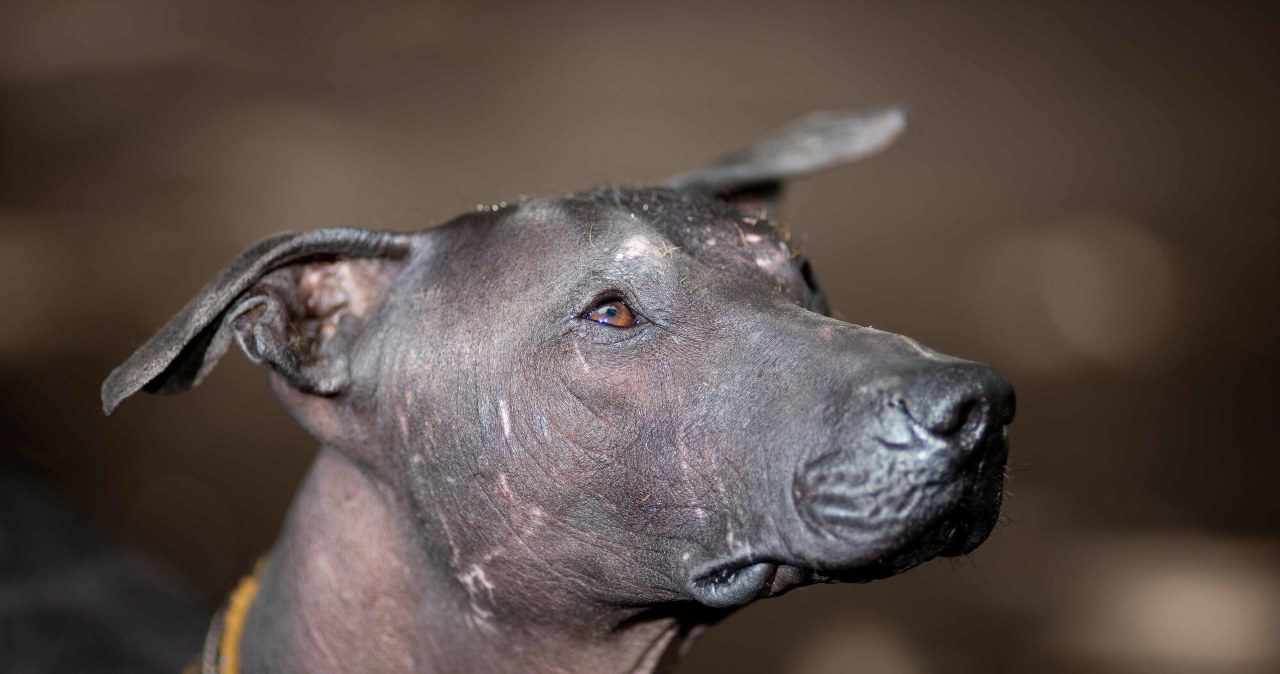 Psy towarzyszą człowiekowi znacznie dłużej, niż myśleliśmy. Są dowody Psy towarzyszą człowiekowi znacznie dłużej, niż myśleliśmy. Są dowody